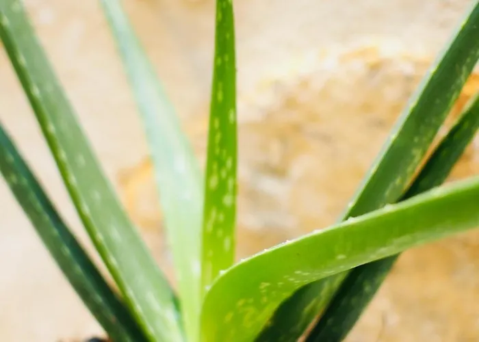 Esprit Bordelais 公寓 波尔多