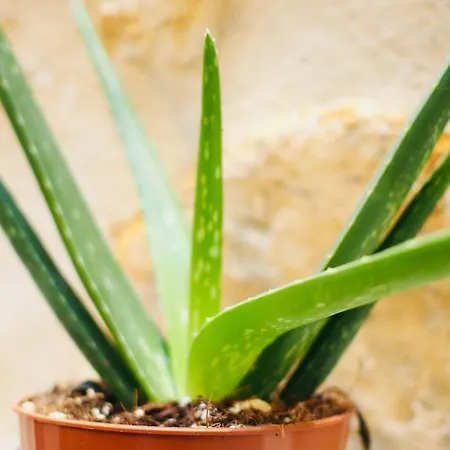 Esprit Bordelais Apartamento Bordéus